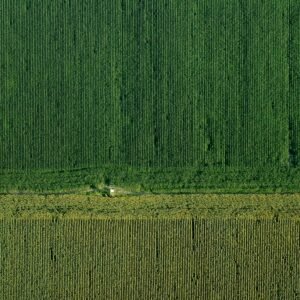 Servicios agrícolas en Adanero