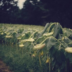 Servicios agrícolas en Adanero