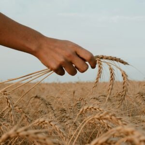 Servicios agrícolas en Adanero