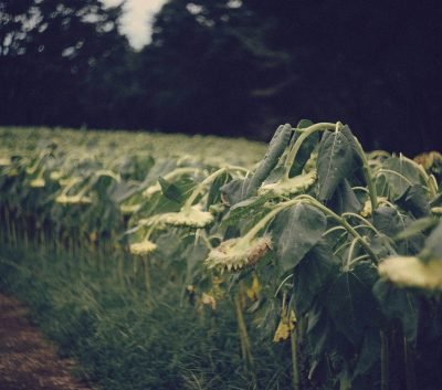 Servicios agrícolas en Adanero